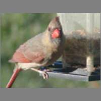 cardinal2.html