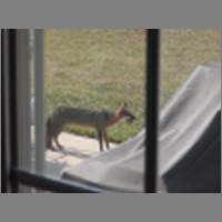fox1.html