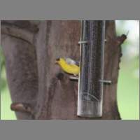 gfinch01.html