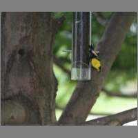 gfinch02.html
