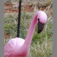 pink1.html