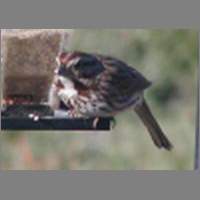 sparow1.html