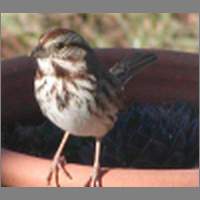 sparow2.html