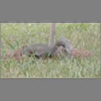 squirrel1.html