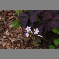 IMG_0009.html