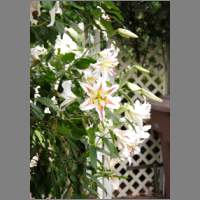 tlilly01.html