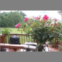 dckrose1.html