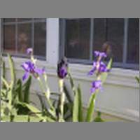 iris1.html