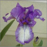 iris2.html