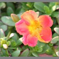 sedum01.html